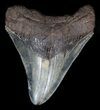 Serrated Megalodon Tooth - Whopper #36622-1